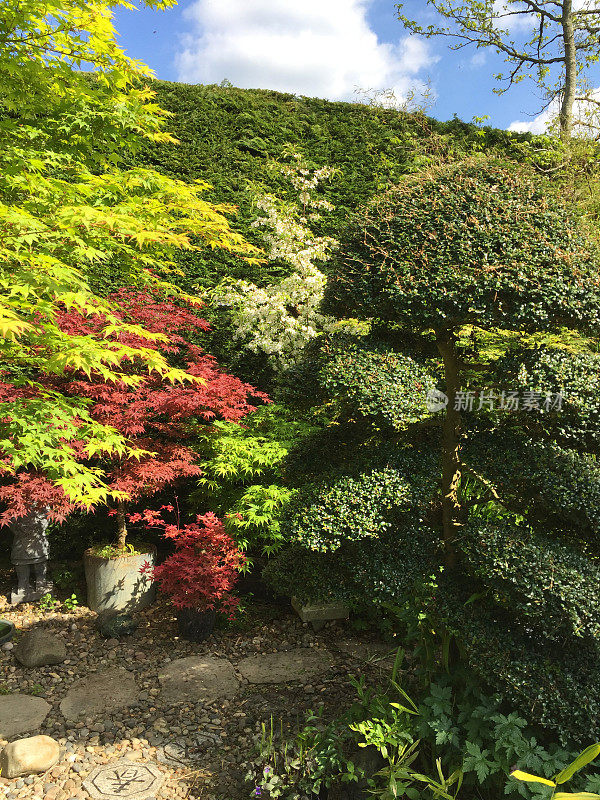 东方花园的形象，有红色的日本枫树/槭树，踏石和修剪整齐的云树，日本冬青/意大利女贞，花岗岩石灯笼和矮竹